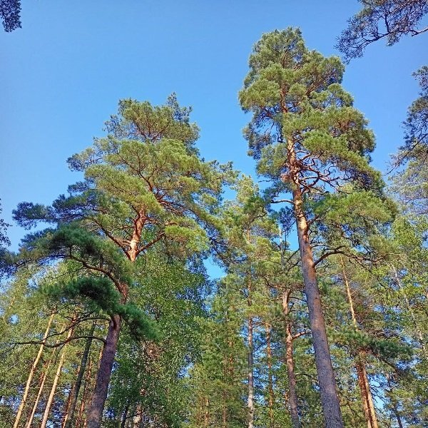 Лес близ поселка Карасёвка. Источник: ТГ-канал "Защита Финского залива от преступного капитала"