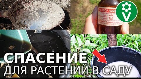 КОМПЛЕКСНАЯ ЗАЩИТА ОТ БОЛЕЗНЕЙ БЕЗ ХИМИИ!!! Как СБИТЬ с толку всех ВРЕДИТЕЛЕЙ