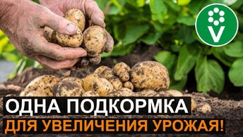 Подкормите Картофель ТАК для крупного, здорового и хорошо хранящегося урожая!