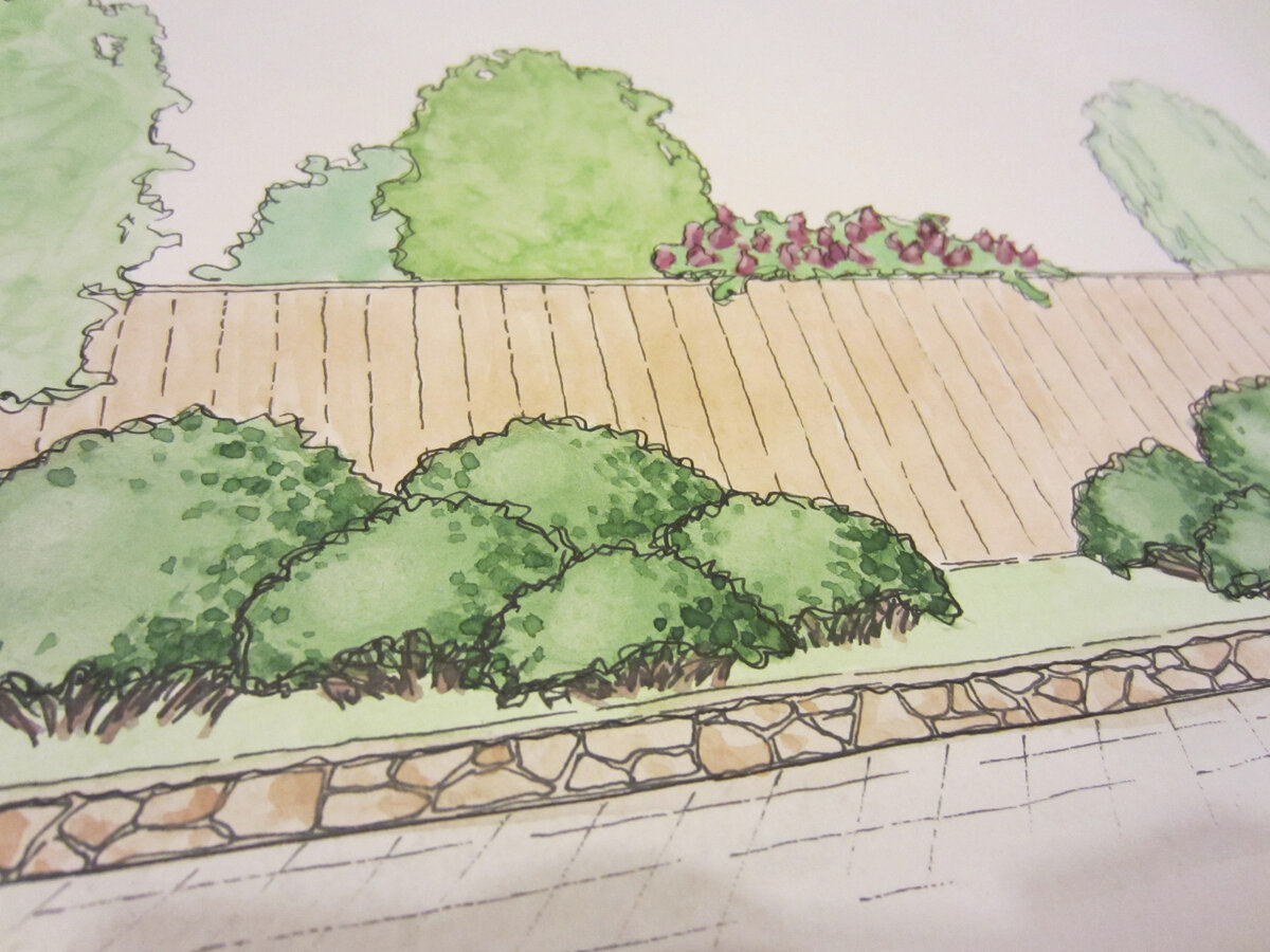 Кустарниковая группа на въезде. Кизильник блестящий, подстриженный полусферами