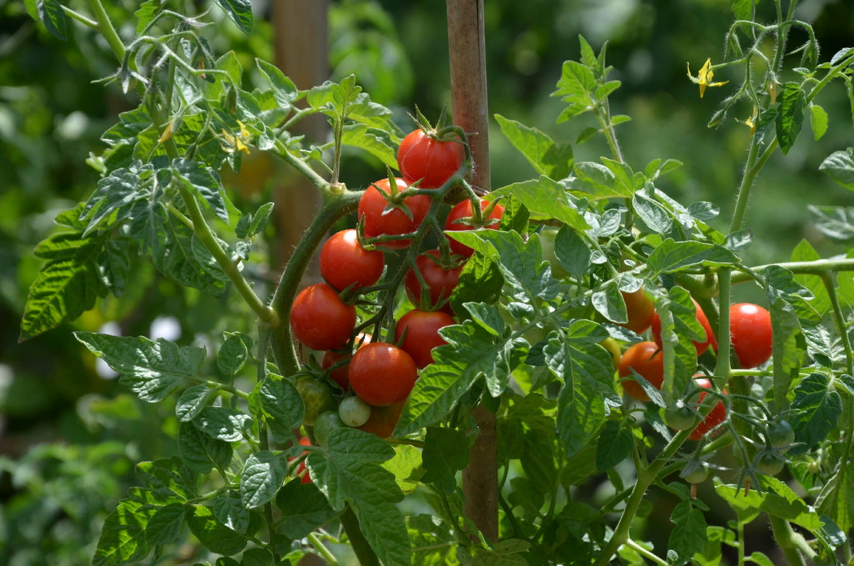 Чем надо поливать помидоры для хорошего урожая? Расскажем здесь...