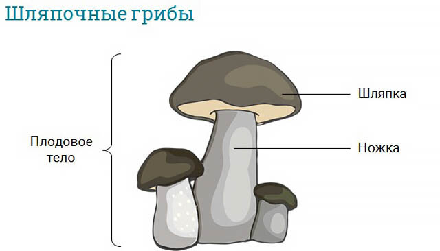 У подосиновика образуется плодовое тело. Где обитают грибы. Обитание грибов. Где обитают грибы 5 класс. Где обитают грибы 5 класс биология ответы.