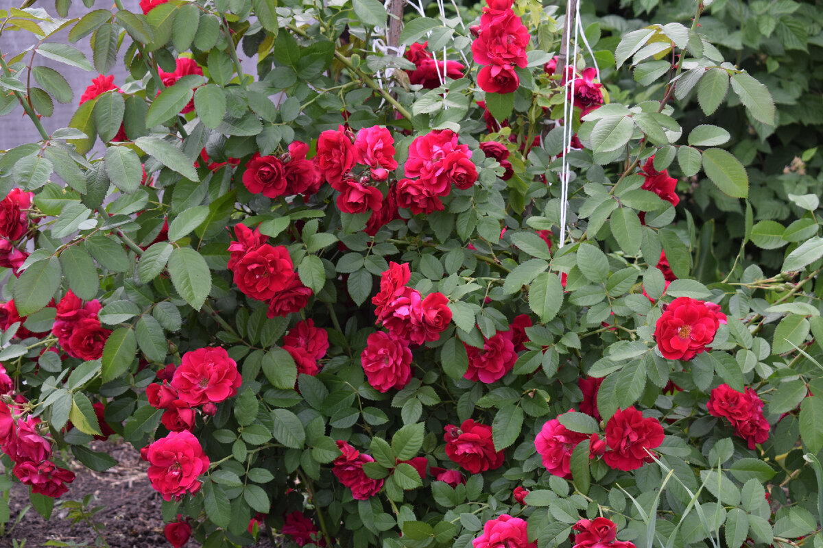 моя роза вся в цвету(фото автора)2021