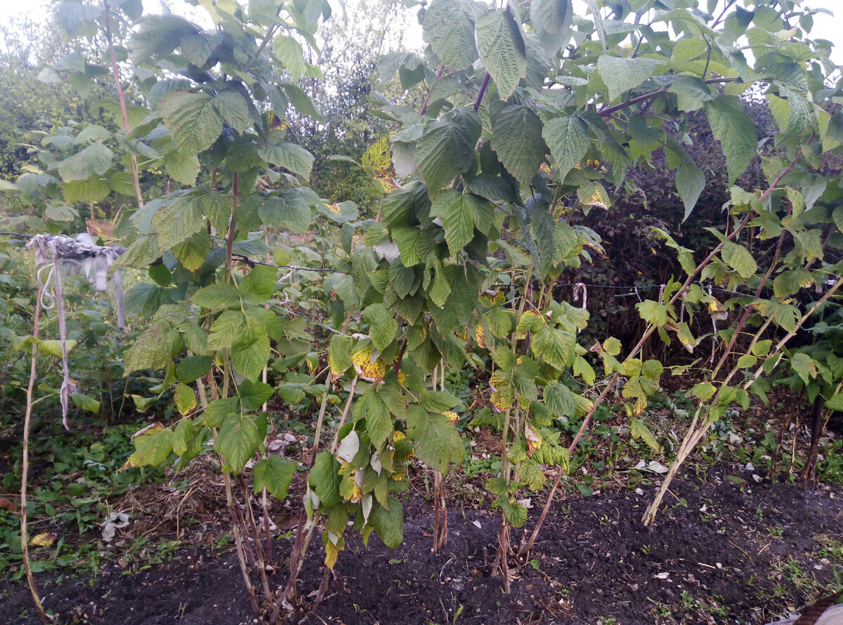 Малина осенью