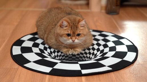 Могут ли кошки видеть оптическую иллюзию?