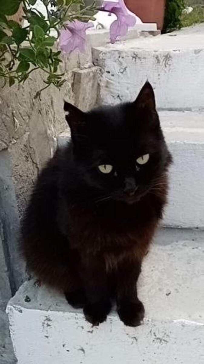 акот - портье 