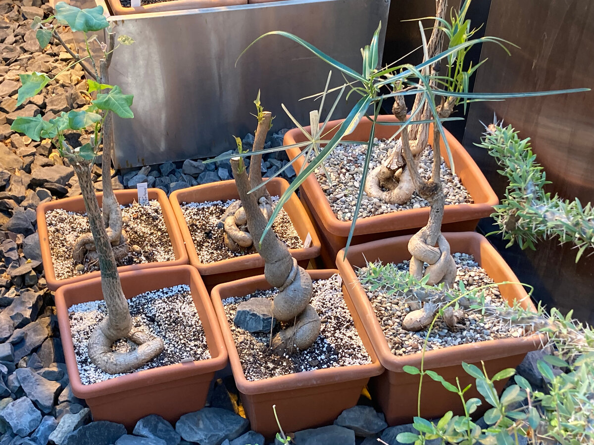 Растения в суккулентной оранжерее «Аптекарского города». Листайте галерею >>