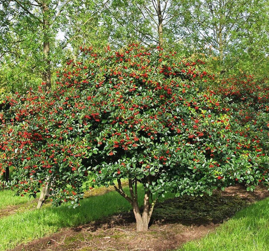 кустарники 4 метра. дерен белый элегантиссима. барбарис тунберга атропурпуреа. ирга ламарка зонт осенью. бересклет красный.