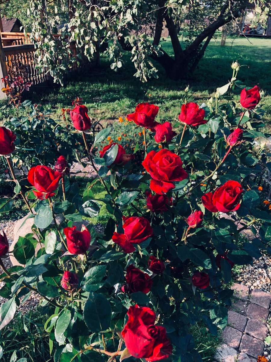 Чайно-гибридная роза Ред Интуишен. Вымерзла или выпрела практически до земли в теплую зиму и прекрасно цвела  прошлым летом. Везде фото автора. 