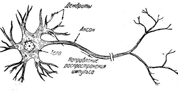 Рис. 1. Строение биологического нейрона 