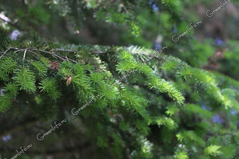 Пихта сибирская (Abies sibirica) 
