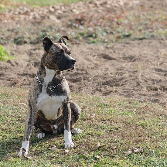 Он быстро научился жить по нашим правилам.