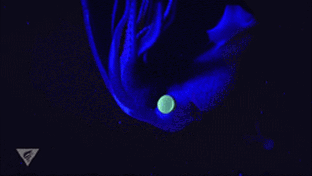 Источник: MBARI