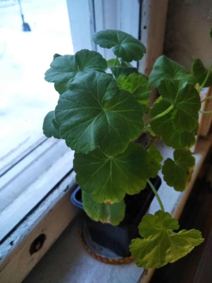 4 января 2022 года. Мини-сорт пеларгонии "Кронпринцесс Мэри".