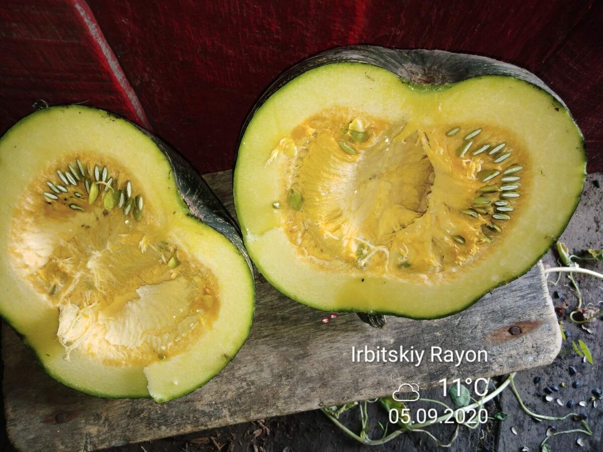 Тыква голосемянка