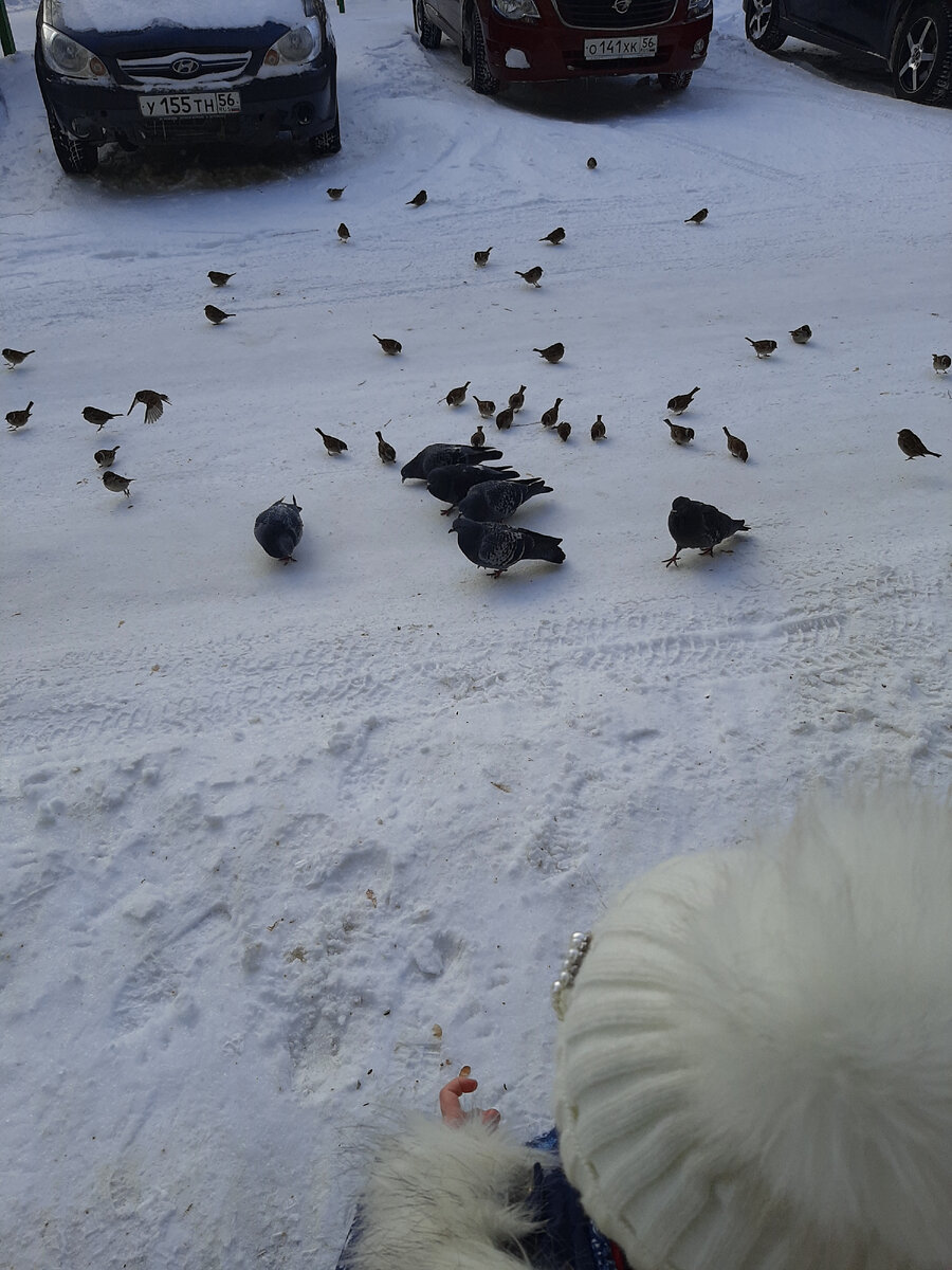 Вика кормит птиц)