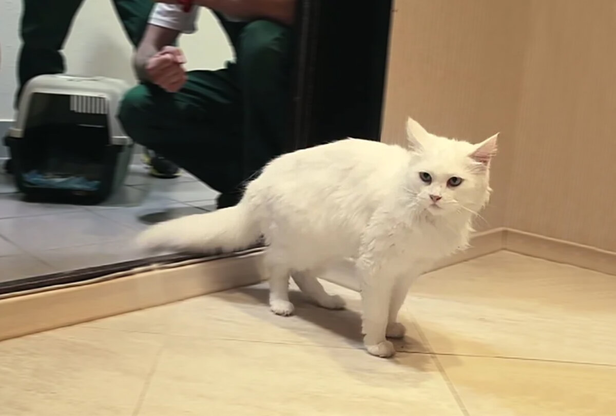 "Хм, дайте-ка оглядеться. Что ж, приступим."