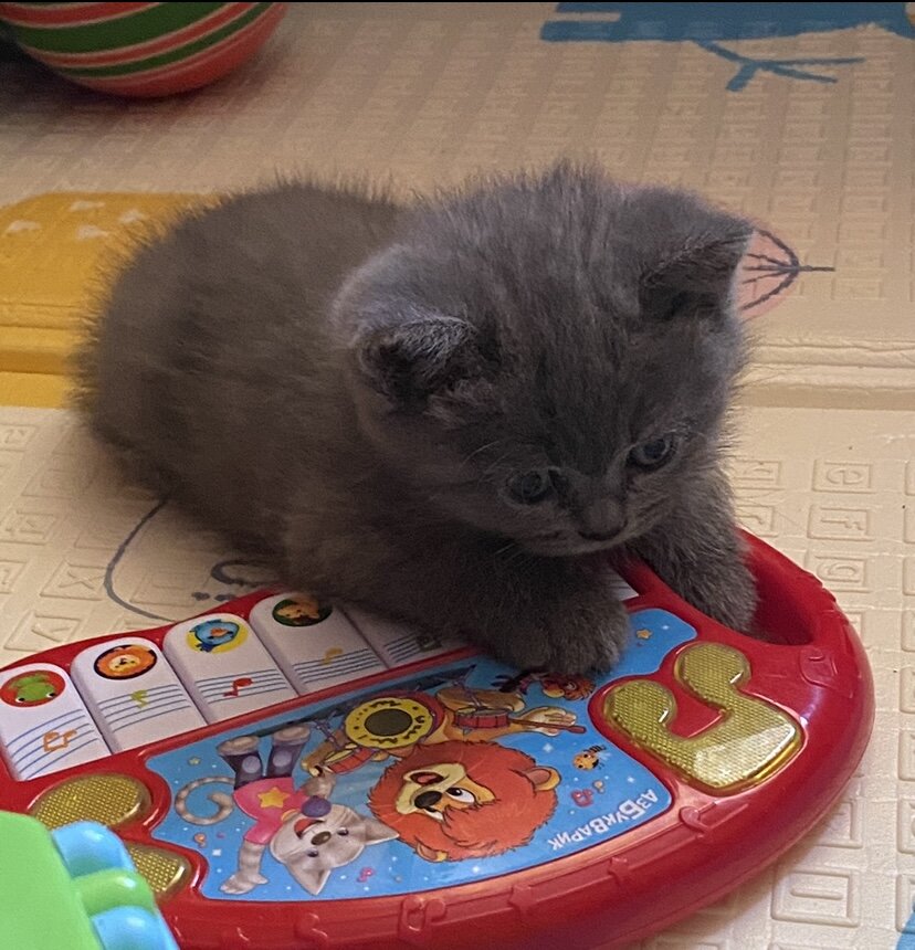 Наша кошечка Мия в детстве😻