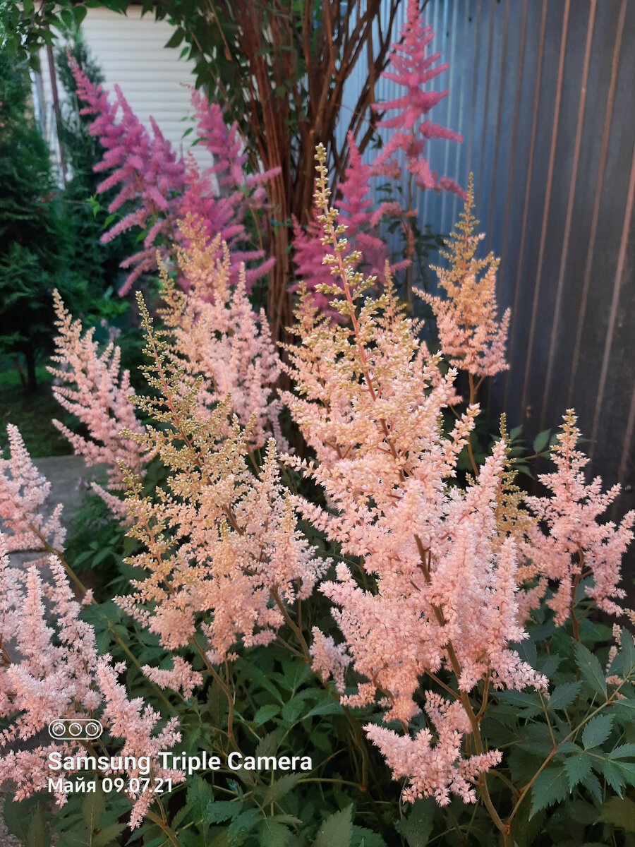 Astilbe Астильба