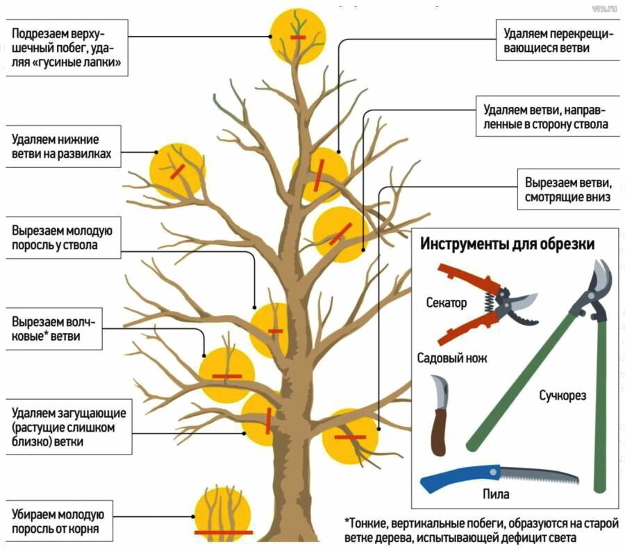 Схема, поясняющая как обрезать дерево весной. Взято из открытых источников.