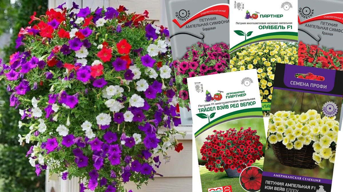 Каскад цветов ампельной петунии 