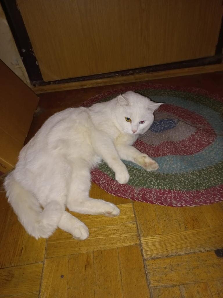 Фото из старого дома, где Беляшик остался один