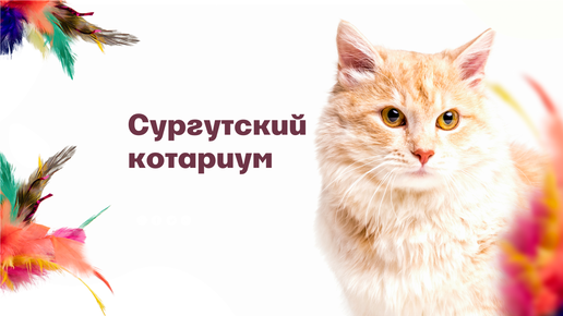 Котариум Сургут. Открытка с днём открытия Котариума. Котариум Сургут Сити. Пойдемте спасать кошку.