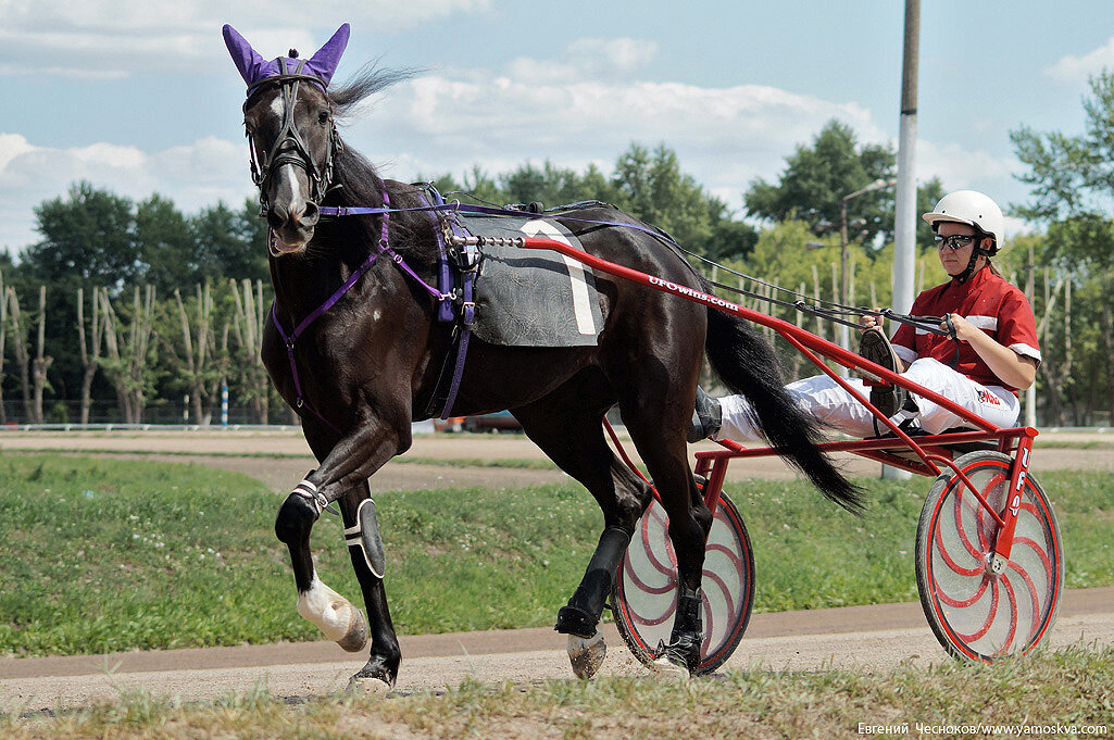 Рысаки цми. Музей московского ипподрома. Бега в москве ипподром. Рысистые бега на московском ипподроме. Бега рысаки московский ипподром.