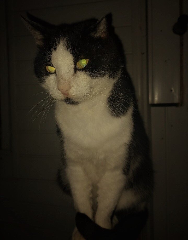 Кот-партизан