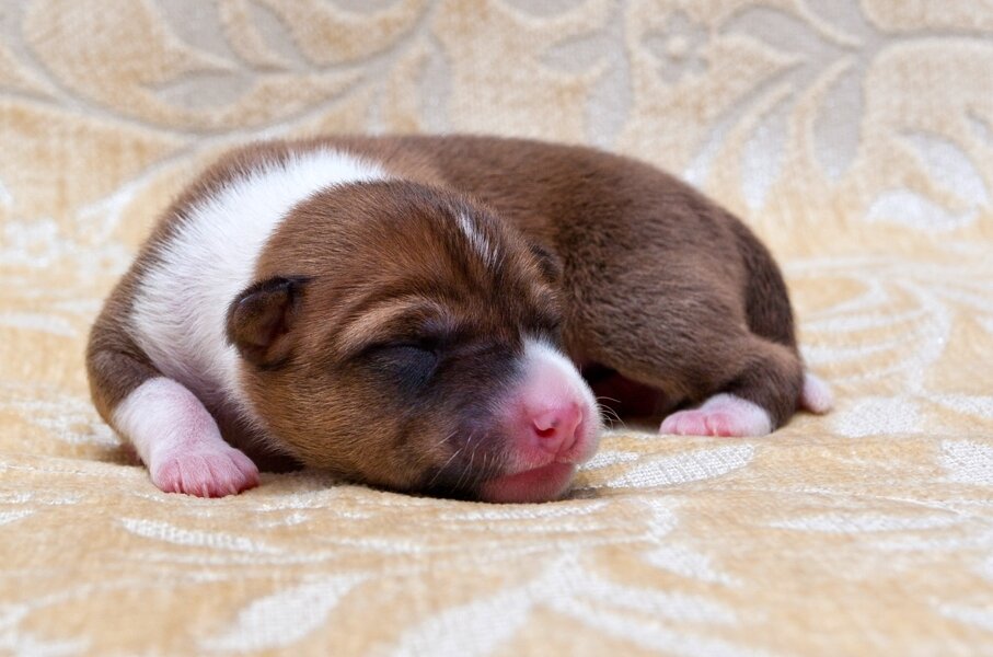 Фото с basenji-salonga.ru для примера