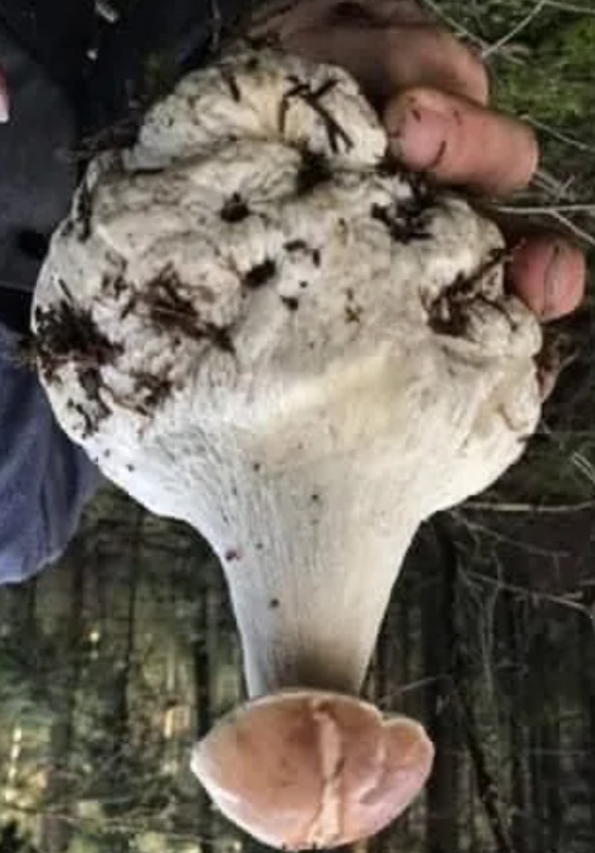 Гриб. Вот поэтому и гриб