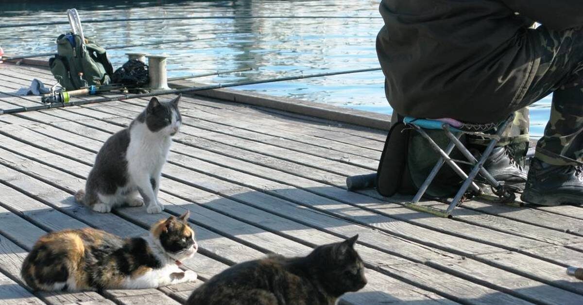 Фото с интернета, я стесняюсь чужих людей фотографировать, а котики там бессменные товарищи 😺 ждут рыбки 