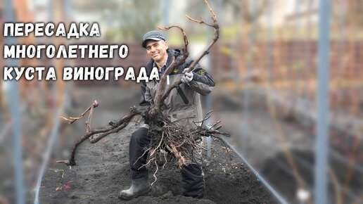 Пересадка многолетнего куста винограда