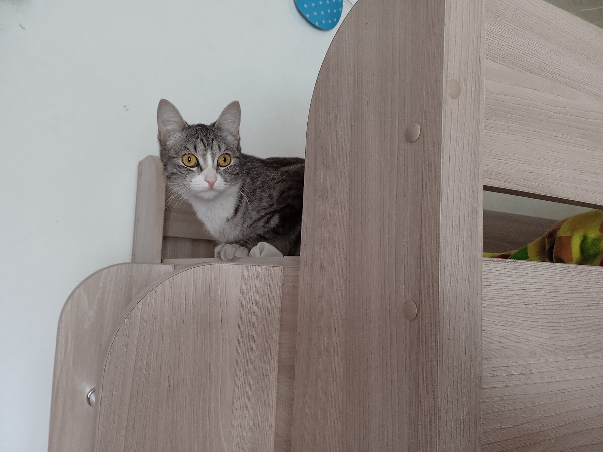 Мать кошачья. 