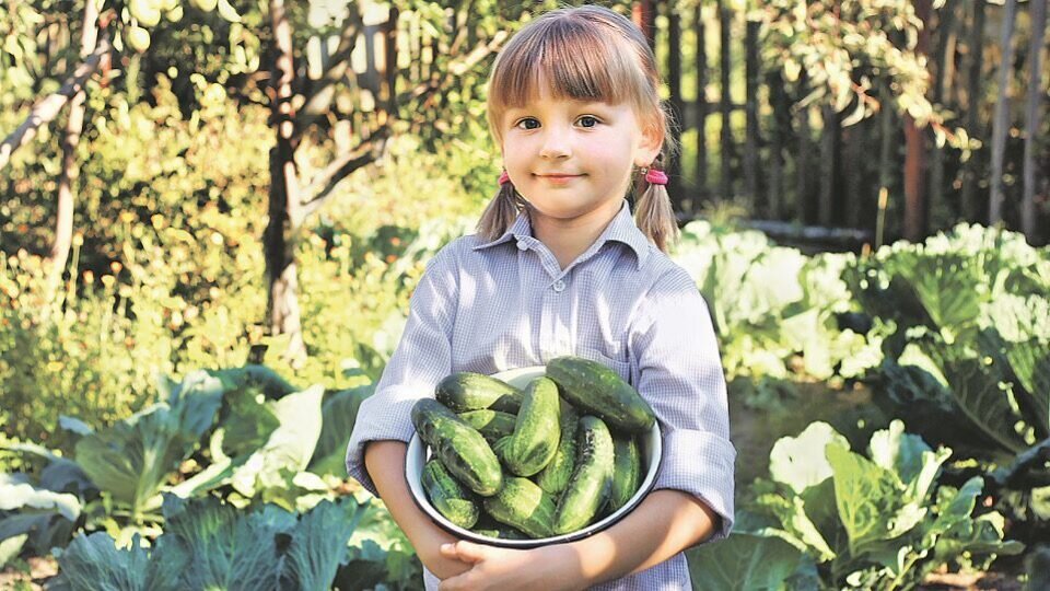 Проблемы с огурцами при выращивании.