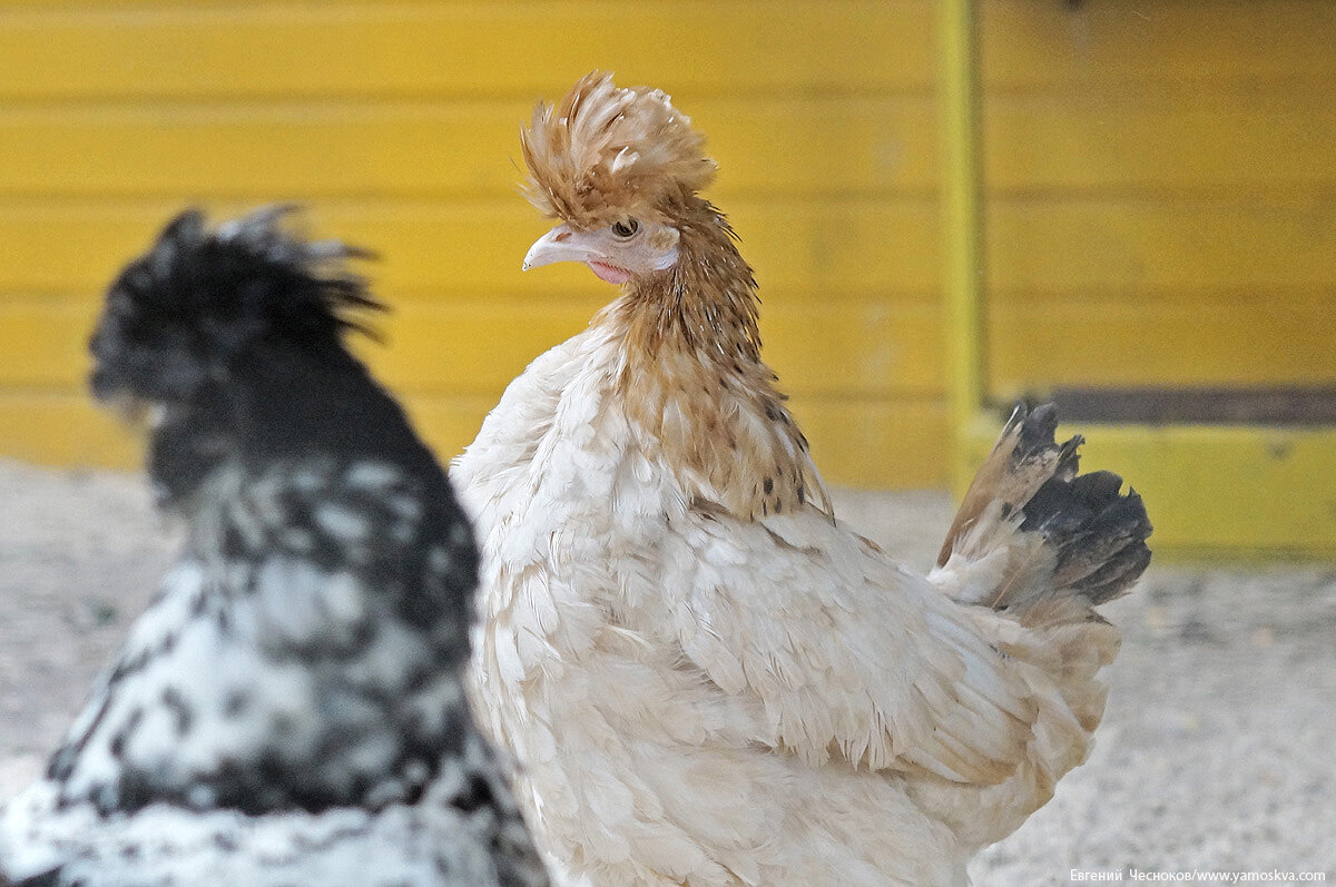 цесарка голубокрапчатая. северокавказский фазан. куры родственники. родственники курицы. родич курицы.