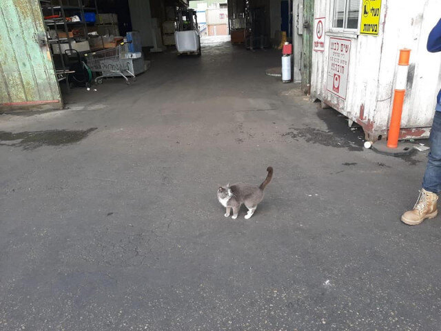 Источник фото: https://bugaga.ru/interesting/1146779411-nelegalnaja-passazhirka.html