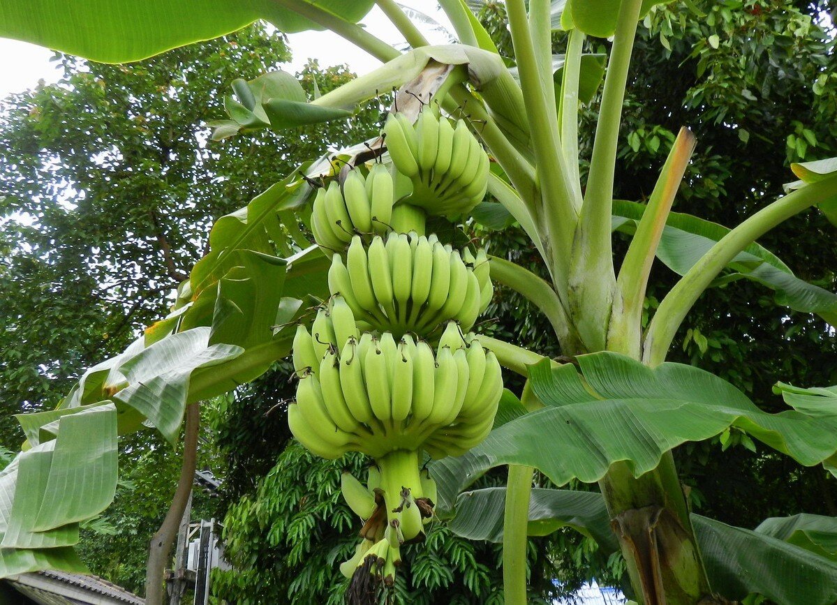 К тому моменту, я прекрасно себе представлял, что такое "неопределённость Гейзенберга", а как растут бананы не знал
