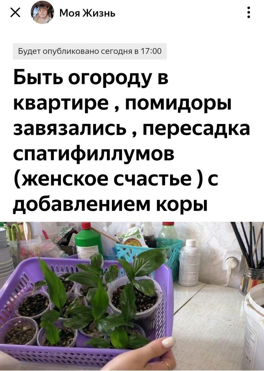 Спатифиллум «Женское счастье»: уход в домашних условиях за цветком