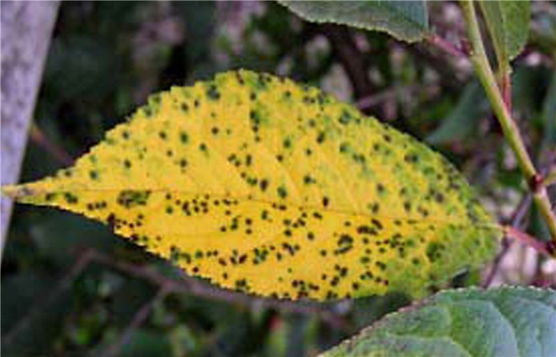 Коккомикоз