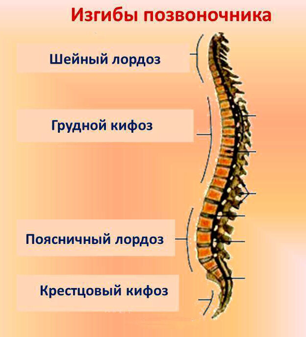 Лордоз шейного отдела позвоночника. Лордозы и кифозы позвоночника анатомия. Шейный изгиб. Шейный лордоз 6 позвонка. Здоровый изгиб позвоночника.