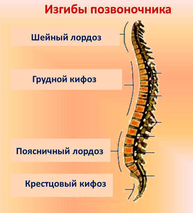 Особенности строения шейных позвонков. Крестцовый лордоз. Кифоз шейный грудной поясничный крестцовый. Шейный лордоз. Отделы и изгибы позвоночника.
