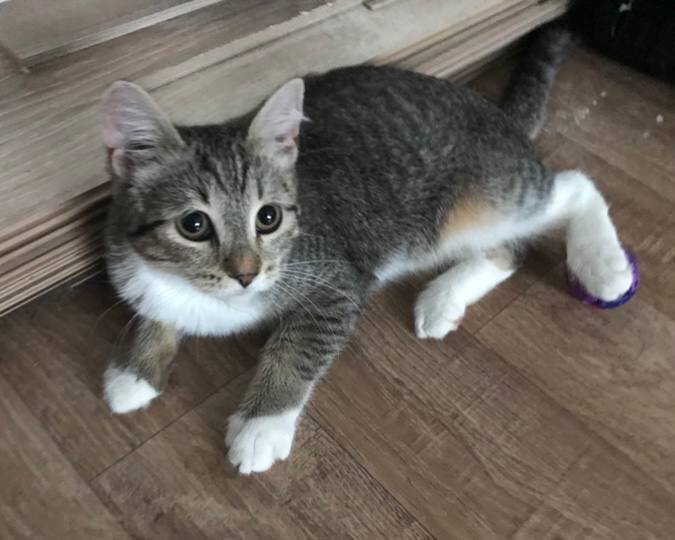 Котенок сибирской кошки нашел новый дом