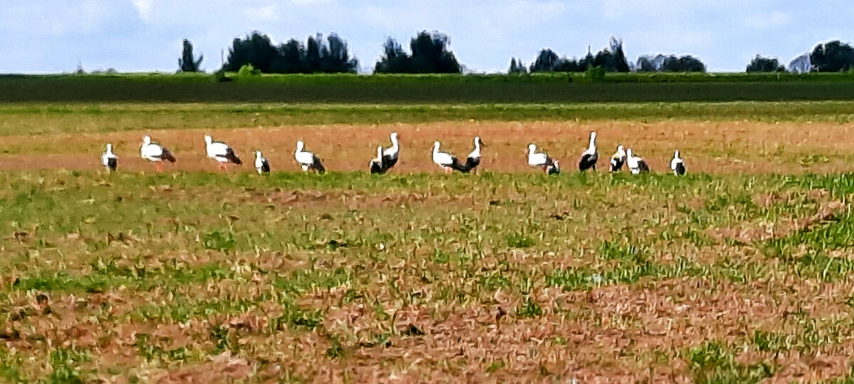 В поле на подъезде к Бежаницам (Фото Михаила Трубнякова)