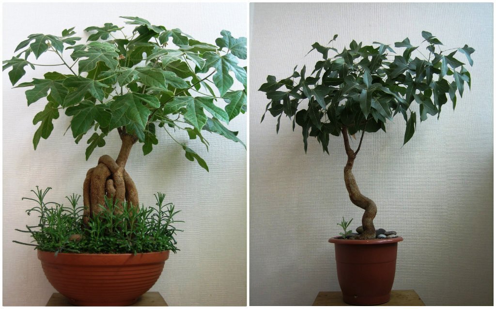 фото agronomwiki.Ru Бутылочное дерево. Дерево счастья. Так его называют цветоводы