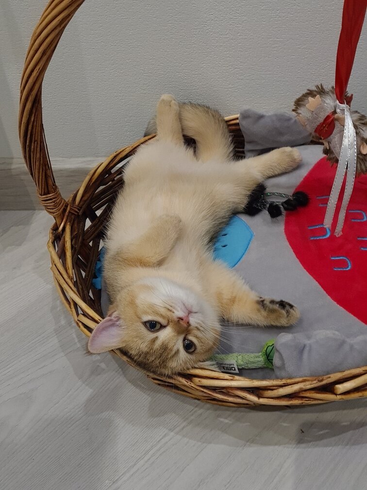 Несите ваших рыбов!!!