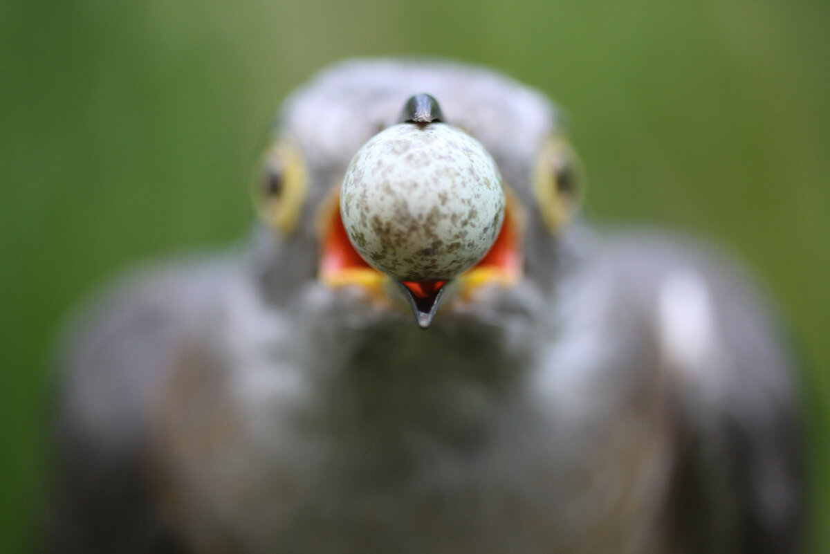 Из свободного Интернета