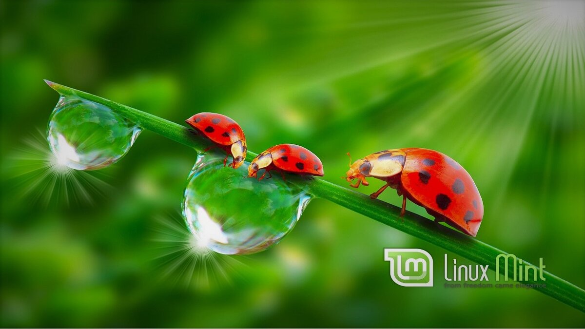 Новая Мята - уже совсем близко!