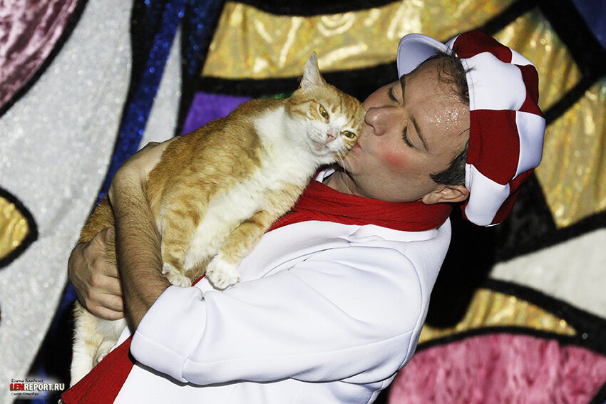 Кошку нужно выбирать сердцем