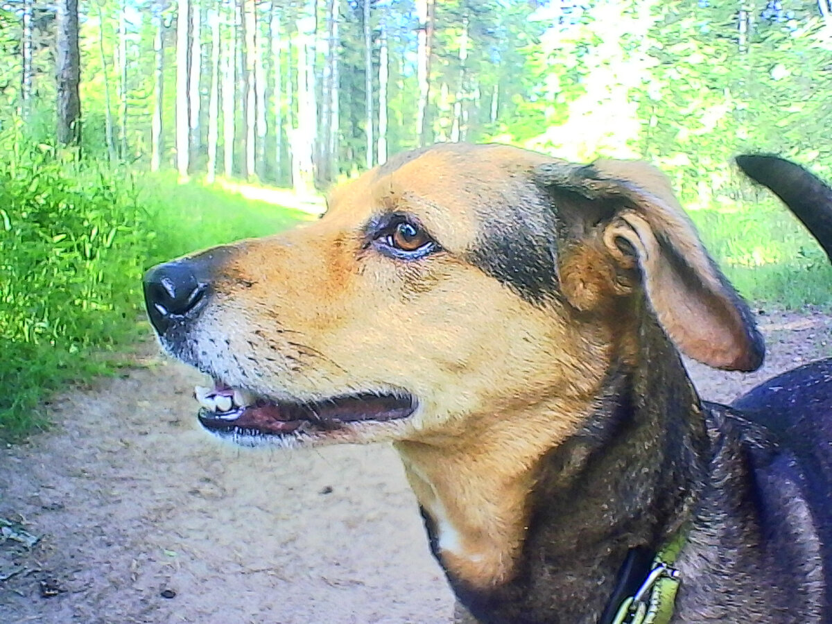 В поисках папоротника Орляк вместе с собакой ( фото автора).